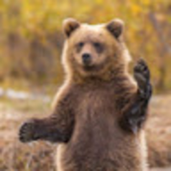 msjgrizzlybear